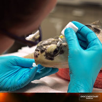 Saving Sea Turtles Comes to the Rescue on Documentary Showcase